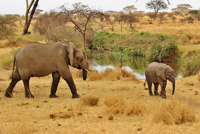 The Tanzanian Safari for a Honeymoon or a Romantic Escape Unlike Any Other